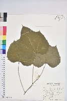 藏品(蟲屎)的圖片