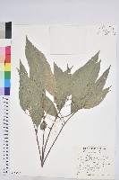 藏品(粗糠柴)的圖片