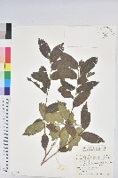 藏品(菲律賓饅頭果)的圖片