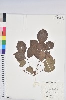 藏品(茄苳、重陽木)的圖片