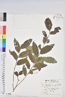 藏品(菲律賓饅頭果)的圖片