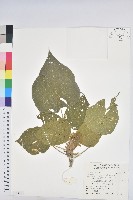 藏品(血桐)的圖片