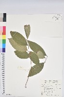 藏品(刺杜密)的圖片