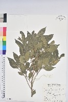 藏品(臺灣假黃楊)的圖片