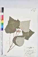 藏品(白匏子)的圖片