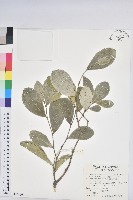 藏品(白樹仔)的圖片