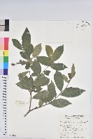 藏品(枯里珍)的圖片