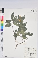 藏品(枯里珍)的圖片