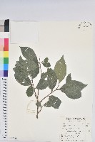 藏品(枯里珍)的圖片