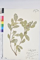 藏品(白樹仔)的圖片