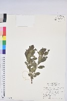 藏品(密花白飯樹)的圖片