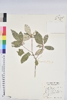 藏品(裡白巴豆)的圖片