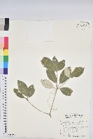 藏品(裡白巴豆)的圖片