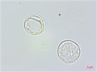 藏品(長葉苧麻、柄果苧麻)的圖片