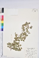 藏品(密花白飯樹)的圖片