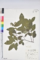 藏品(土密樹)的圖片