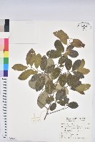 藏品(土密樹)的圖片