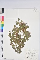 藏品(密花白飯樹)的圖片