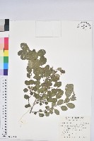 藏品(密花白飯樹)的圖片