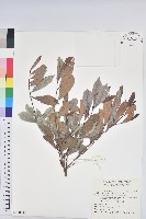 藏品(細葉饅頭果)的圖片