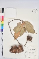 藏品(印度苦櫧)的圖片