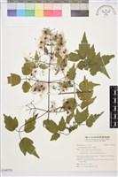 藏品(串鼻龍)的圖片