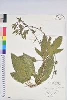 藏品(斑籽木)的圖片