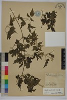 藏品(串鼻龍)的圖片