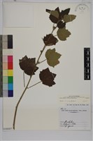 藏品(野棉花)的圖片