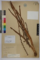 藏品(田蔥)的圖片