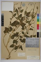 藏品(野莧菜)的圖片