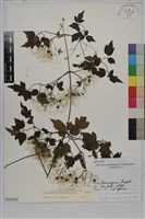 藏品(串鼻龍)的圖片