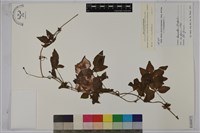 藏品(番仔藤)的圖片