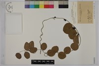 藏品(木防己)的圖片