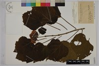 藏品(白毛臭牡丹)的圖片