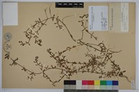 藏品(過長沙)的圖片