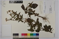 藏品(紫花霍香薊)的圖片