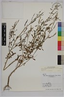 藏品(印度草木樨、野苜蓿、朗日巴花)的圖片