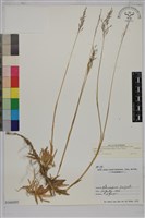 藏品(竹節草)的圖片