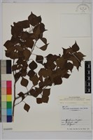 藏品(烏臼)的圖片