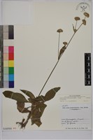 藏品(地膽草、毛蓮菜)的圖片