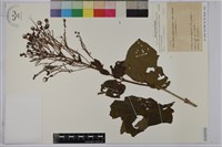 藏品(龍船花)的圖片