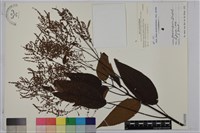 藏品(長葉苧麻、柄果苧麻)的圖片