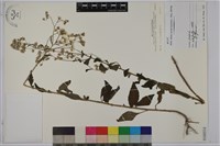 藏品(一枝香)的圖片