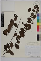 藏品(密花白飯樹)的圖片