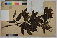 藏品(冇骨消)的圖片