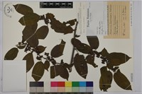 藏品(桶鉤藤)的圖片