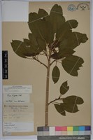 藏品(雀榕)的圖片