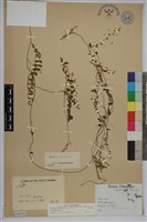 藏品(土丁桂)的圖片