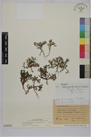 藏品(山芫荽)的圖片